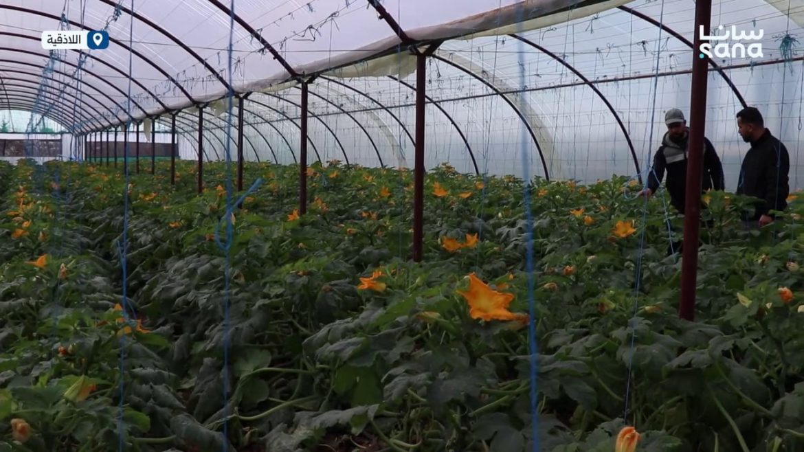 الزراعات المحمية بجبلة: دعامة أساسية لتأمين المنتجات الزراعية طول السنة