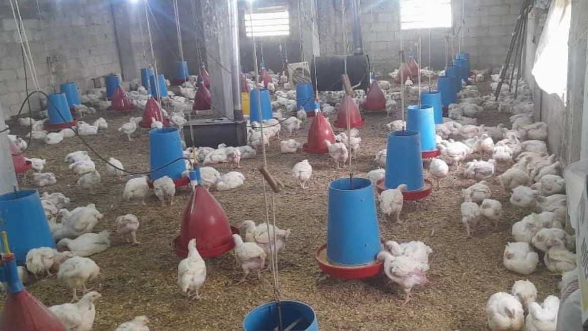 وزارة الصحة بسوريا بتطمن: نفوق الدواجن ما بينقل أمراض خطيرة للبشر