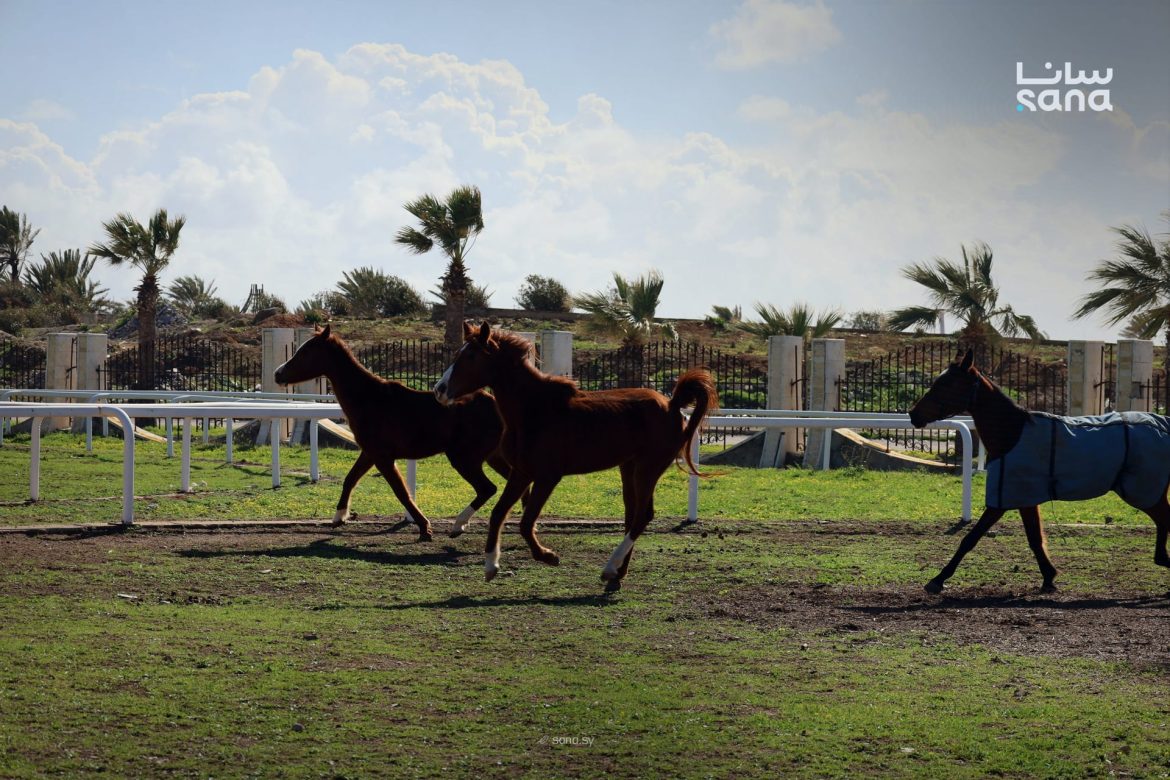 نادي الفروسية باللاذقية: صون الخيول العربية الأصيلة وتعزيز الفروسية
