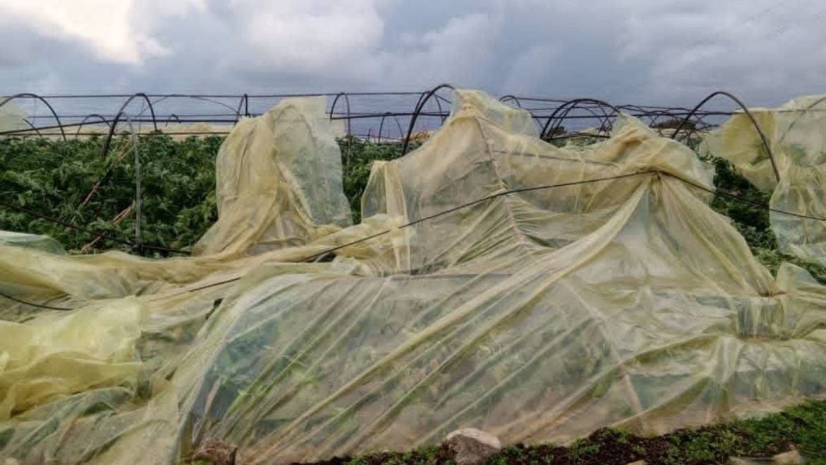 تنين بحري بانياس: أضرار بمزارع ضهر صفرا بريف طرطوس