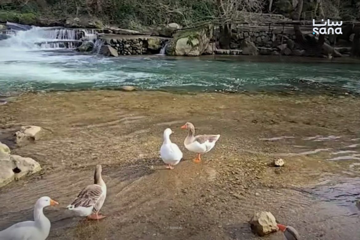 نبع الدلبة بدريكيش بطرطوس رجع يتدفق بقوة بعد ما نزلت أمطار غزيرة كتير