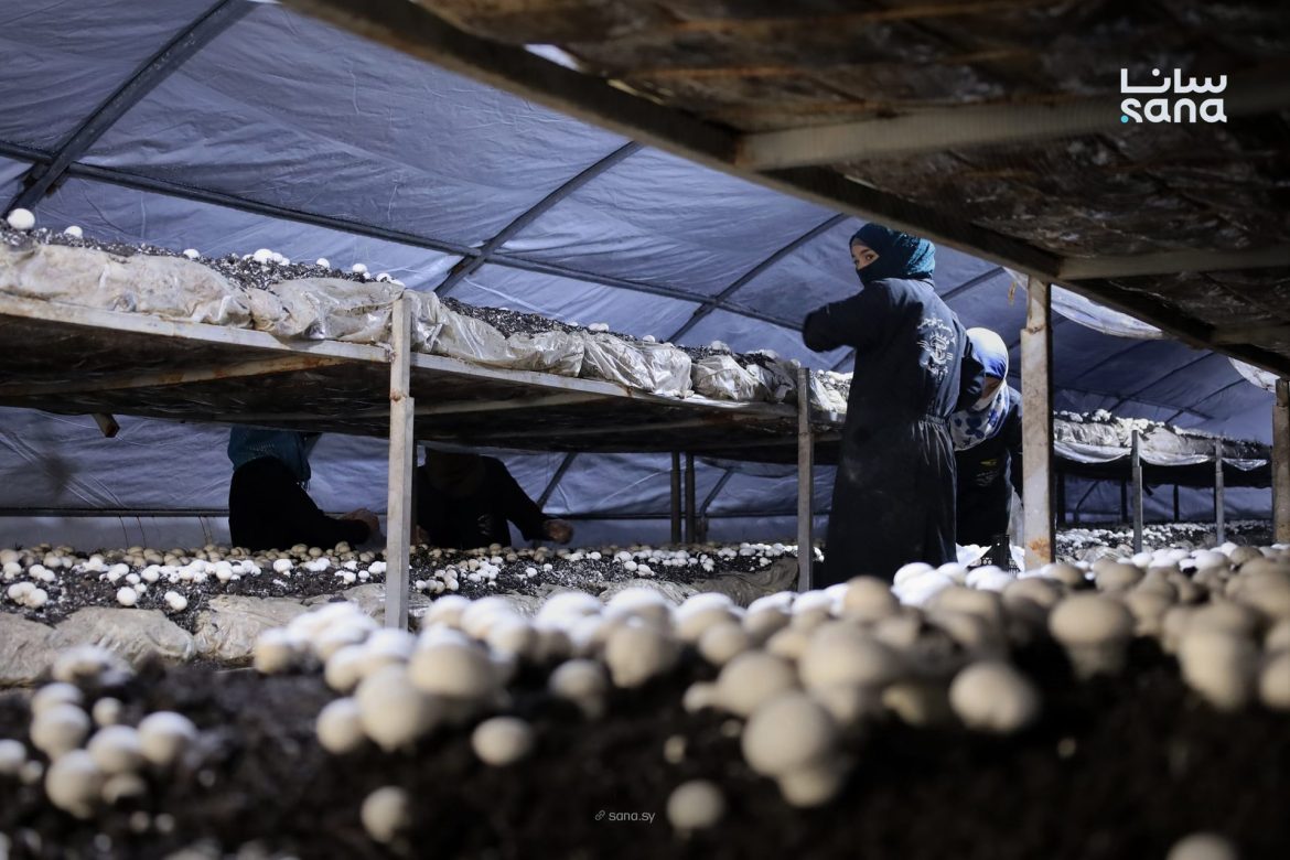 مشروع فطر جديد بالباب بحلب عم يوفر شغل ويقوي أمننا الغذائي