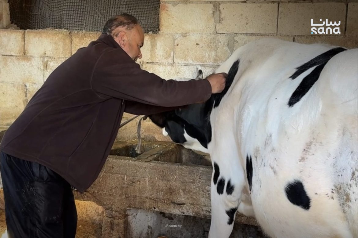 زراعة إدلب عم تعمل حملة كبيرة لتلقيح الأبقار ضد مرض الجلد العقدي