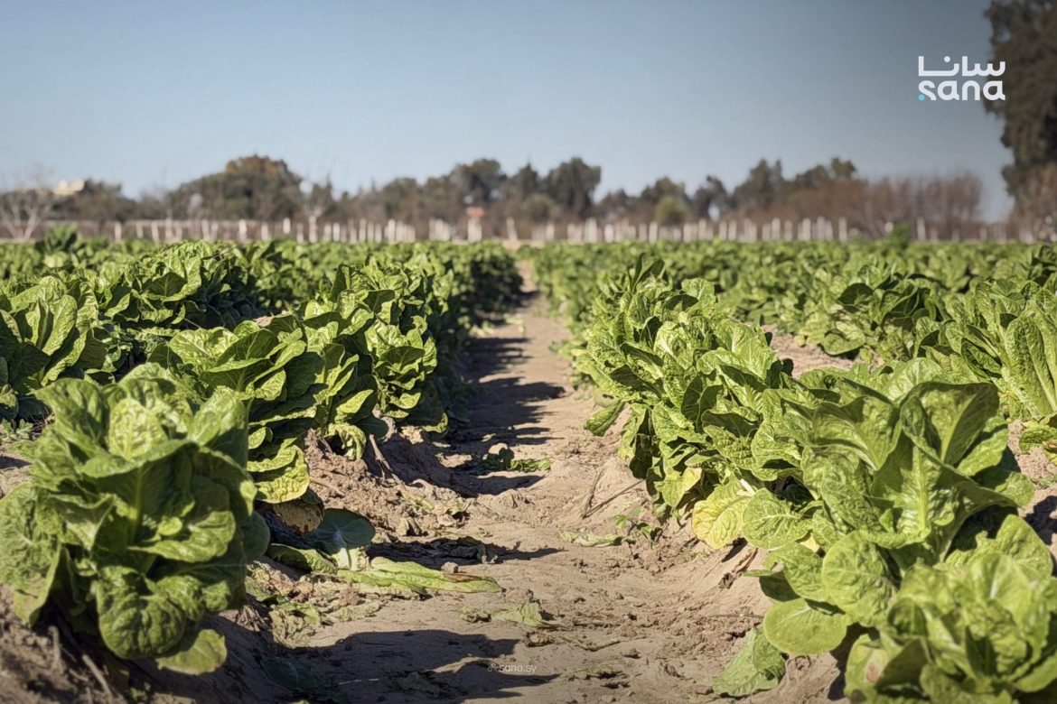 حصاد الخس بقرية الكسرات بالرقة: جهد المزارعين بيعمر الأرض