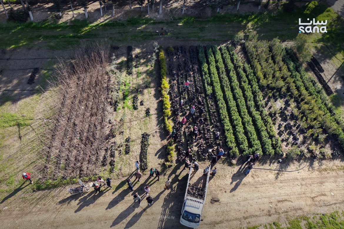 هيئة تطوير الغاب بحماة الريفية عم تبيع شتول حراجية للموسم الجديد 2025/2026