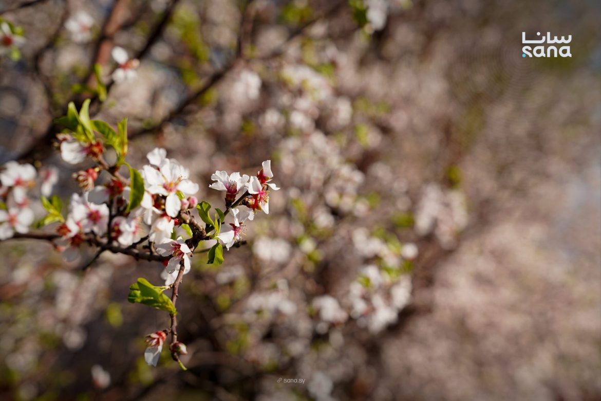 شوفوا شو حلوة مزارع الرستن بريف حمص مع بداية الربيع