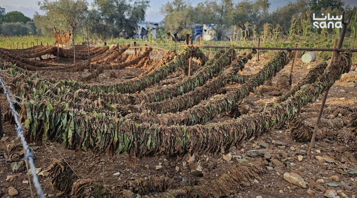 خطة زراعة التبغ لعام 2026: المؤسسة العامة بتستهدف 11 ألف هكتار