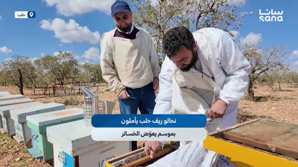 نحالين ريف حلب: أمل بموسم يعوّض خسائر الجفاف