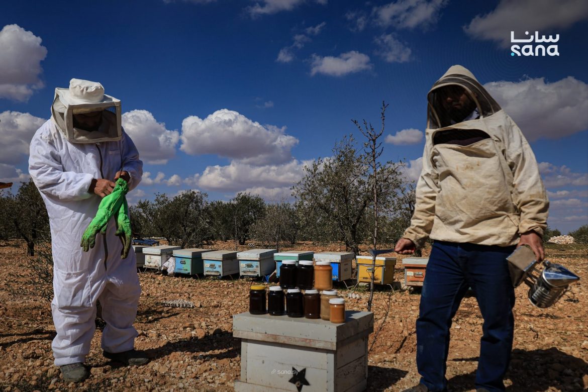 نحّالة ريف حلب متمسكين بشغلهم مع موسم أزهار الربيع