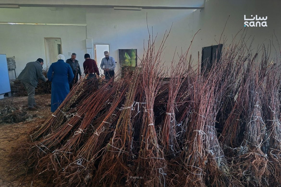 منظمة أكشن فور هيومانتي عم توزع آلاف الغراس بالزبداني لتدعم المزارعين وترجع الحياة للبساتين