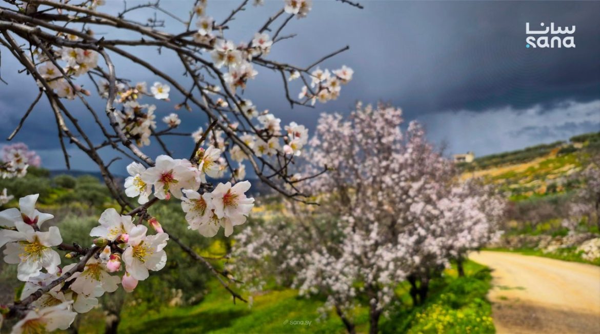 جمال أزهار اللوز بمدينة أرمناز بإدلب عم يزين ريفها الشمالي الغربي