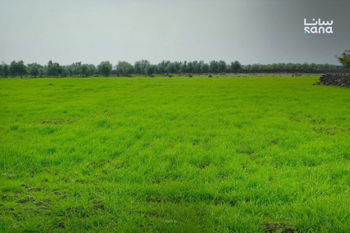 وزارة الزراعة بسوريا عم تحضر لخطة خمسية جديدة لتطوير الزراعة وتقوية أمننا الغذائي