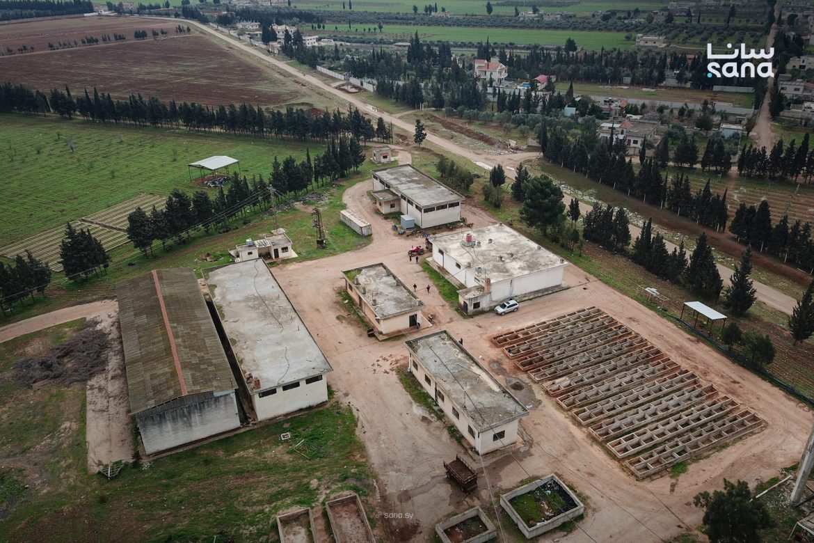 مركز المختارية بحمص طعّم 40 ألف غرسة كرمة للموسم الجاي