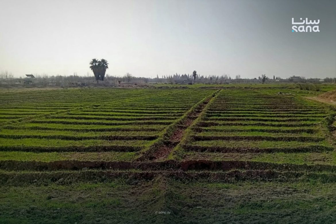 أكثر من 13 ألف هكتار مزروعة قمح وشعير بريف دمشق