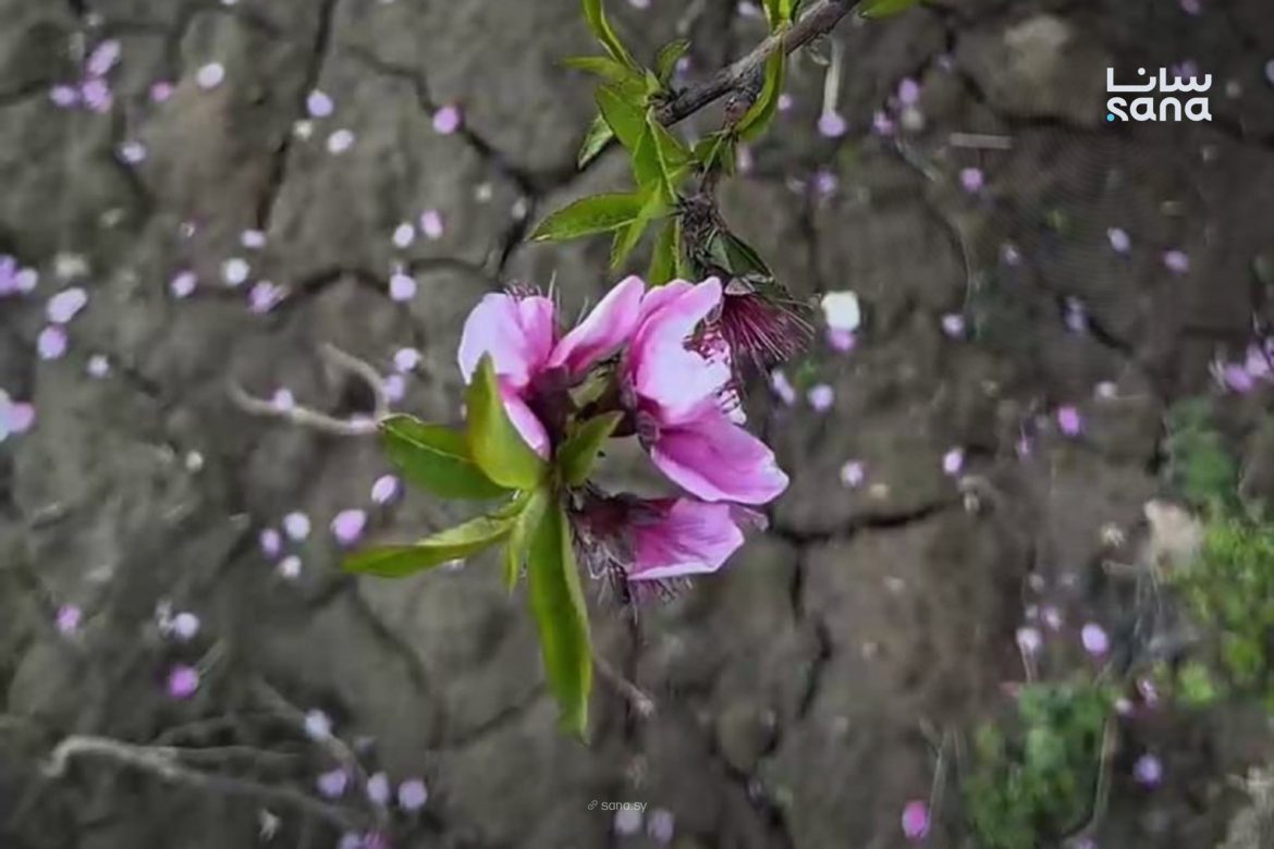 ريف الرقة: بساتين الكسرات عم تزهّر لوزياتها بمنظر بياخد العقل