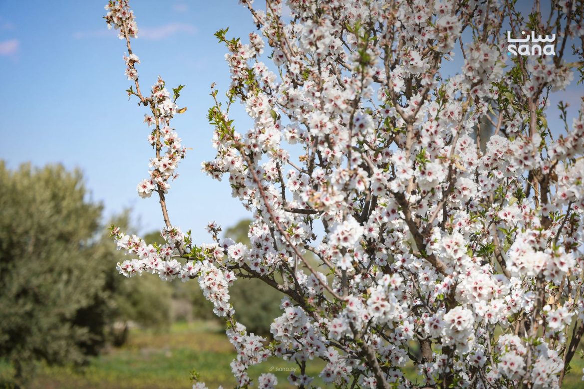 المزرعة بريف السويداء الغربي: طبيعة بتسحر القلب وبتريح البال