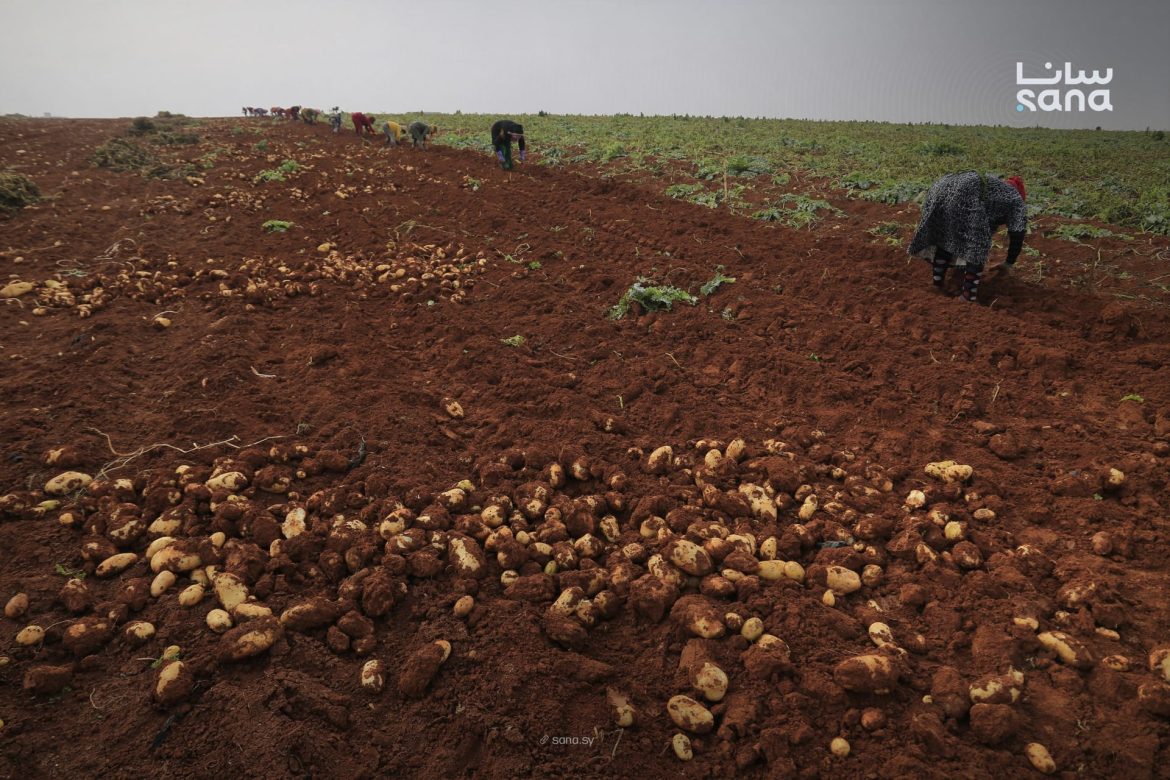 إكثار البذار بدرعا خلص توزيع بذار البطاطا المستوردة على الفلاحين