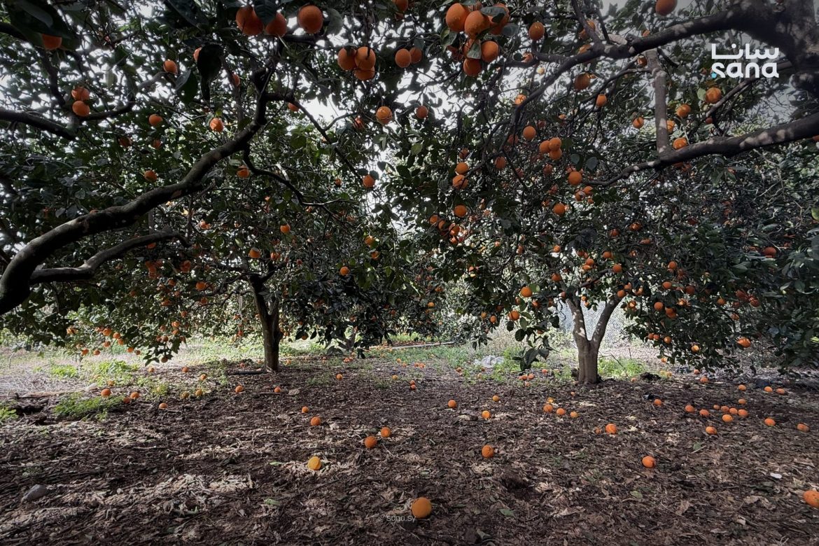 وزارة الزراعة بسوريا عم تشدّ همتها لتحمي الحمضيات من آفات الربيع