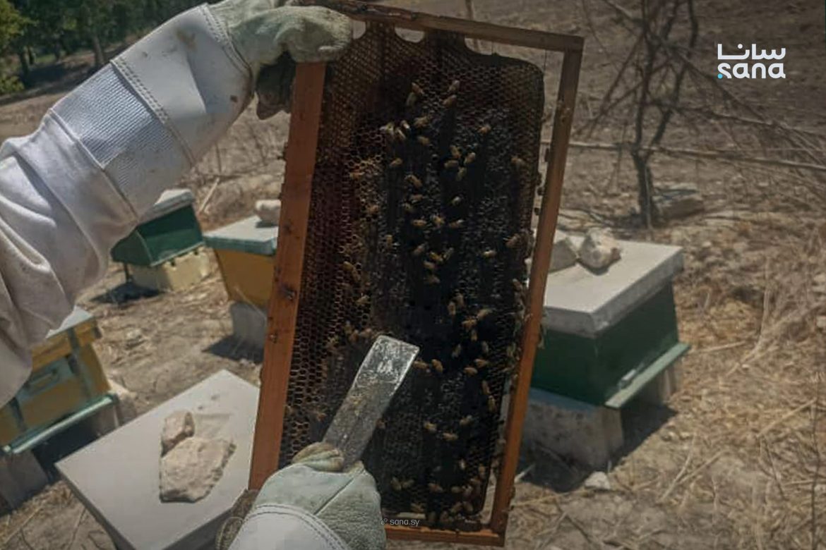 مربي النحل بريف دمشق عم يواجهوا صعوبات بالشتا رغم تحسن المراعي