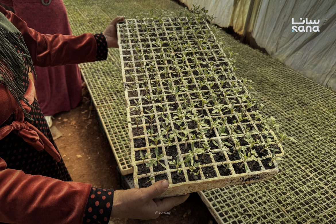 جمعية أكاديا بتدعم مزارعين إدلب بالزيتون والخضراوات لزيادة دخلهم وتنمية المنطقة