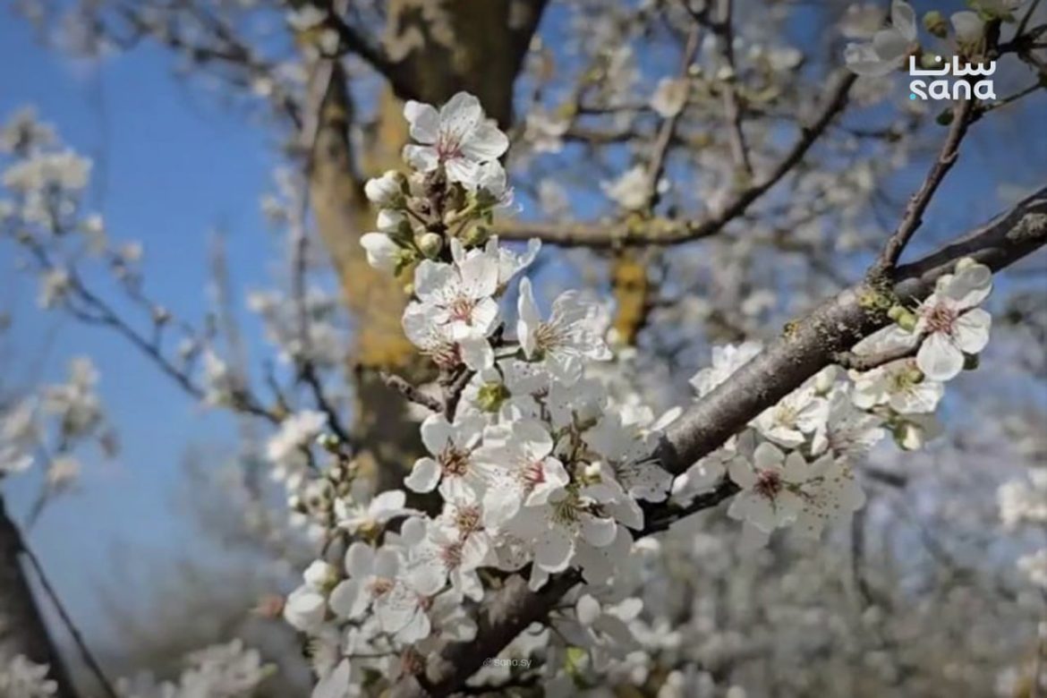أزهار اللوزيات بلشت تتفتح ببساتين دركوش غرب إدلب