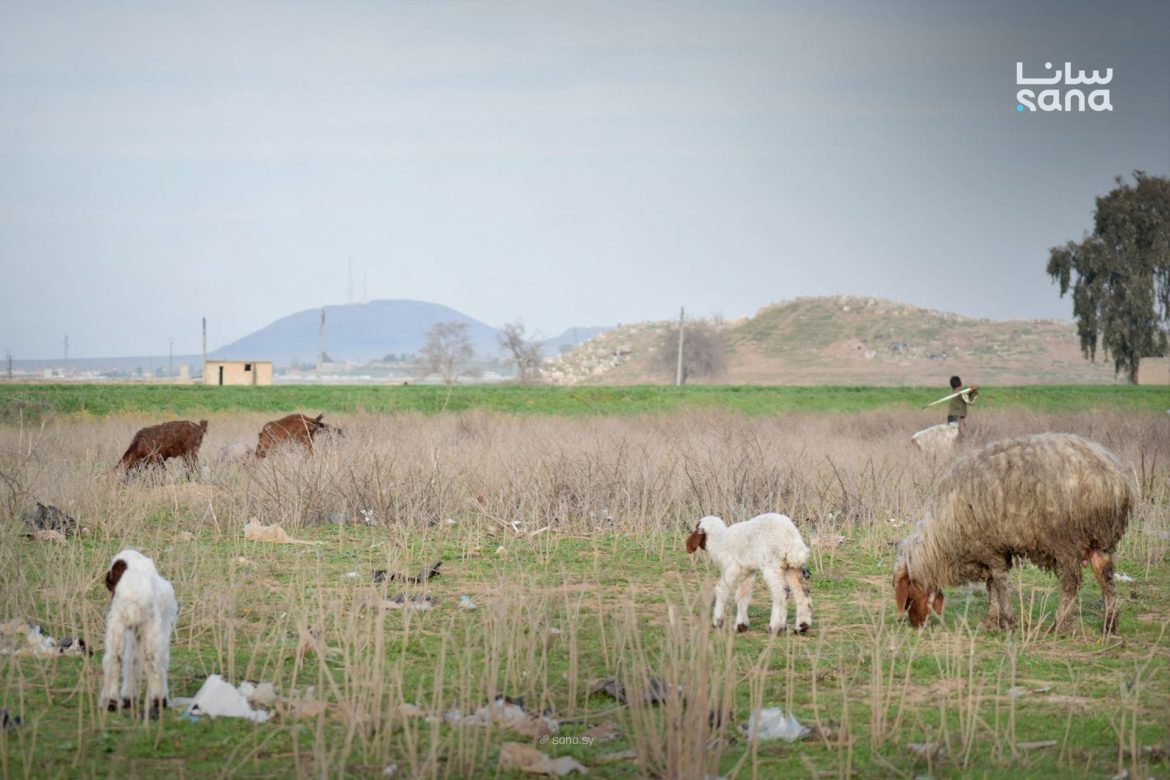 مراعي الحسكة رجعت خضرا بعد سنين جفاف، ومربين المواشي عم يتفائلوا بموسم خير