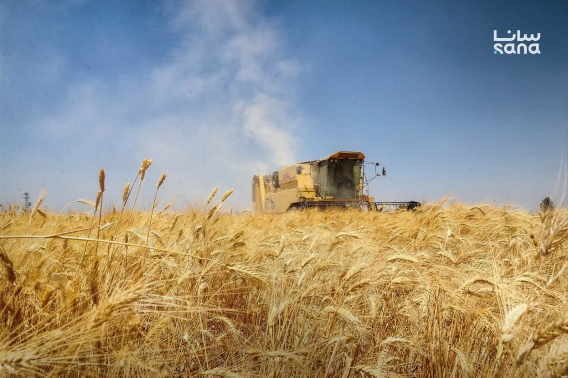 توسع كبير بزراعة القمح والشعير بسوريا: المساحة تجاوزت 2.8 مليون هكتار