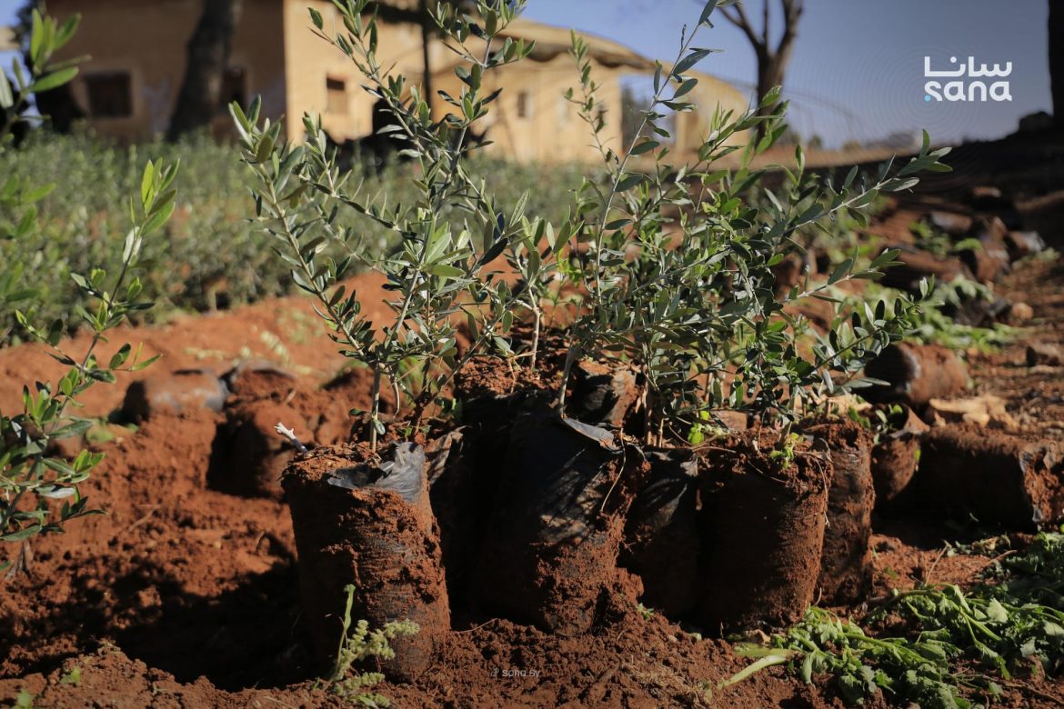 بلشت مديرية الزراعة تبيع غراس حراجية ومثمرة وزينة بريف دمشق