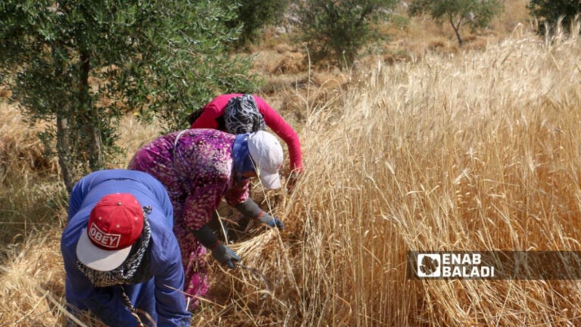 زراعة القمح والشعير بسوريا عم تتحسن كتير هالموسم